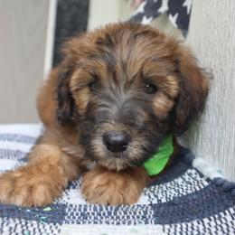 7 boy (Florida ) - Wheaten male Whoodle puppy in Smallett, Missouri from Leshas Whoodles