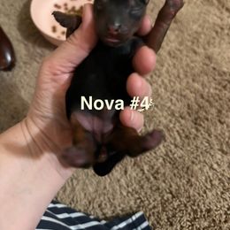 Girl 1 - female Yorkshire Terrier puppy in Riverview, Florida from Luna's Treasures