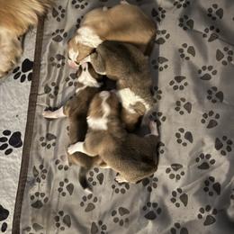 Girl 2 - Red female Pembroke Welsh Corgi puppy in White Sulfur Springs, Montana from Montana Shorties