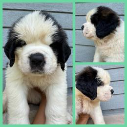 Teal - Mahogany and white female Saint Bernard puppy in Ladysmith, Wisconsin from Northwoods Saint Bernards