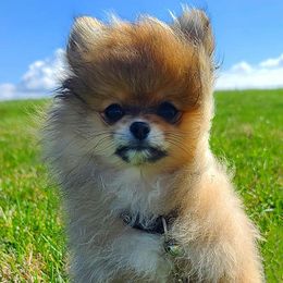 Pomeranians from PinkPawPomeranians