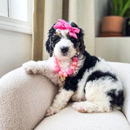 Scarlett - Black and white female Bernedoodle puppy in Gaylord, Michigan from Dog Mom Co. Doodles