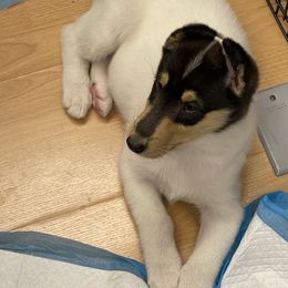 Collie Puppies from Diamund Collies