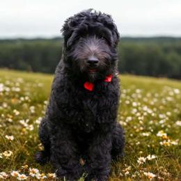 Moose - Australian Labradoodle