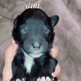 Girl 5 - Assorted Doodle Crosses puppy in Lane County, Oregon from Happy Little Tails