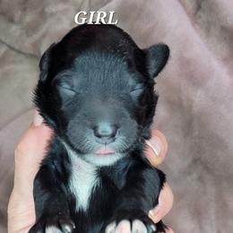 Girl 5 - Assorted Doodle Crosses puppy in Lane County, Oregon from Happy Little Tails