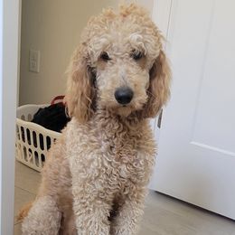 Sophie - Goldendoodle