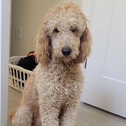 Sophie - Goldendoodle