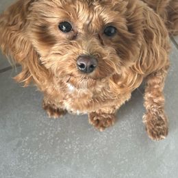 Frenkie - Maltipoo