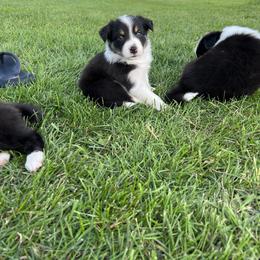 Border Collie Puppies from Pineview Farm
