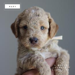 Mary - Apricot female Goldendoodle puppy in Lawton, Oklahoma from Nova's Minidoodles