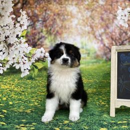 Australian Shepherd Puppies from Trilogy Australian Shepherds