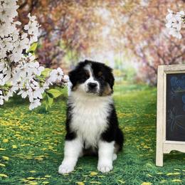Australian Shepherd Puppies from Trilogy Australian Shepherds