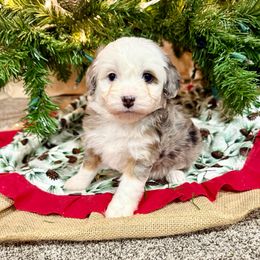 Jolly - Blue merle female Aussiedoodle puppy in Heber City, Utah from Junipersdoodles