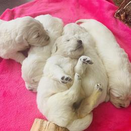Golden Retriever Puppies from Mountain Valley Retrievers