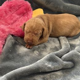 Purple Boy - Golden rust male Vizsla puppy in Foley, Alabama from Paula's South Bama Vizslas