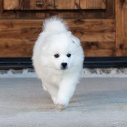 American Eskimo Dog Puppies from SkyFlyer Eskies