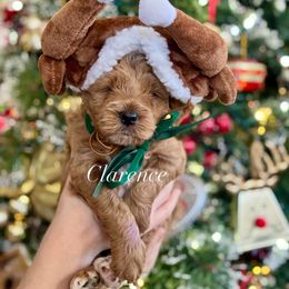 Clarence (Blue Collar) - Red  male Goldendoodle puppy in Murfreesboro, Tennessee from Cherry Lane Farm Doodles