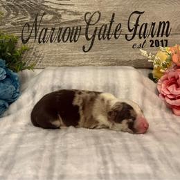 Boy 1 - White and red merle male Border Collie puppy in Moody, Texas from Narrow Gate Farm