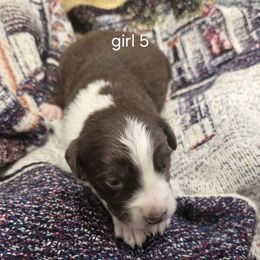Merida (girl 5) - Red tri-color female Australian Shepherd puppy in Puryear, Tennessee from Double G Ranch