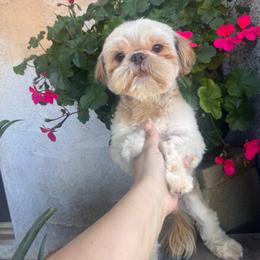 Coffee - Liver male Shih Tzu puppy in Apple Valley, California from Southern California Shih Tzu Palace