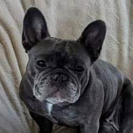 Haven - French Bulldog