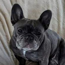 Haven - French Bulldog