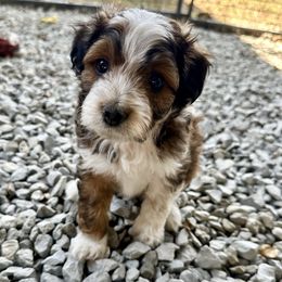 Girl 4 - Sable female Aussiedoodle puppy in Hillsboro, Illinois from Perfect Paws Puppies