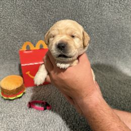 Patty - Yellow female Labrador Retriever puppy in Lancaster, South Carolina from Tidal Retrievers