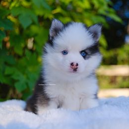 Jasper - Black and white male Pomsky puppy in Boca Raton, Florida from Cardinal Point Pomskies
