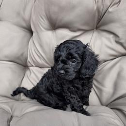 Tortilla - Black male Cavapoo puppy in Sugarcreek, Ohio from True Hearted Doodles
