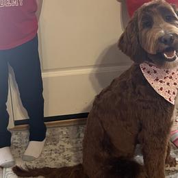 Bernedoodles and Goldendoodles from Vandenbark Doodles