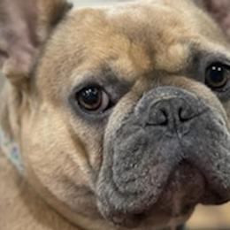 French Bulldogs from Lovey’s Frenchies