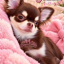 Chihuahua Puppies from Sugar Cookie Chihuahuas