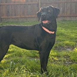 Rebel - Labrador Retriever