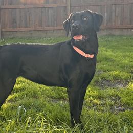 Rebel - Labrador Retriever