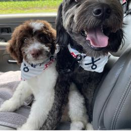 Goldendoodle Puppies from Goldendoodles of Vanhoy Farms