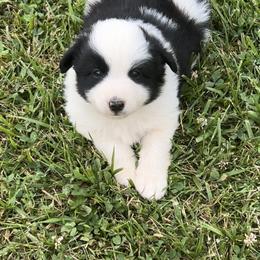 Border Collie and Miniature Australian Shepherd Puppies from Ross Vegas Kennels