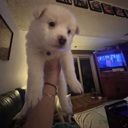 American Eskimo Dog Puppies from Eskie Babes