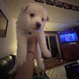 American Eskimo Dog Puppies from Eskie Babes