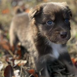 Australian Shepherds from Russell Brothers Farms