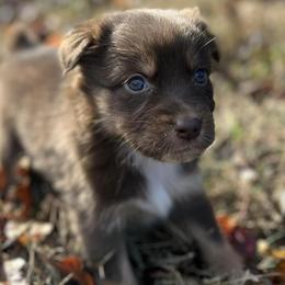 Australian Shepherds from Russell Brothers Farms