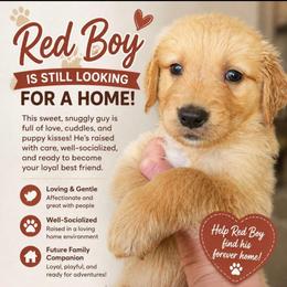 RED BOY - Golden male Golden Retriever puppy in Lakewood, Washington from Lenhart Goldens