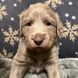 Swifty - female Long Haired Weimaraner puppy in Blanchardville, Wisconsin from Northern Bluegrass Weimaraners