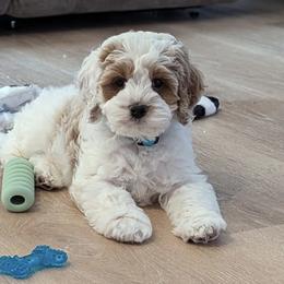 Cockapoo Puppies from Lulu's Cockapoos