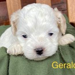 Cavapoo Puppies from Hickory Doodle Farm