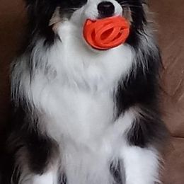 Miniature Australian Shepherds from Lash's Unique Animals