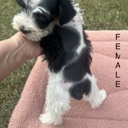 Maltese, Miniature Schnauzer, and Yorkshire Terrier Puppies from Sassy Yorkie , miniature schnauzer , Maltese Love of Alabama