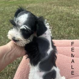Maltese, Miniature Schnauzer, and Yorkshire Terrier Puppies from Sassy Yorkie , miniature schnauzer , Maltese Love of Alabama