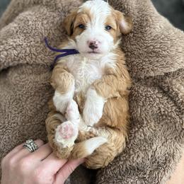Blondie  (purple) - Brown and white female Bernedoodle puppy in Midland, Texas from Southern Oak Breeders LLC